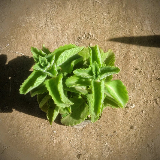 Ajwain Plant in 4 inch polybag Plantncr
