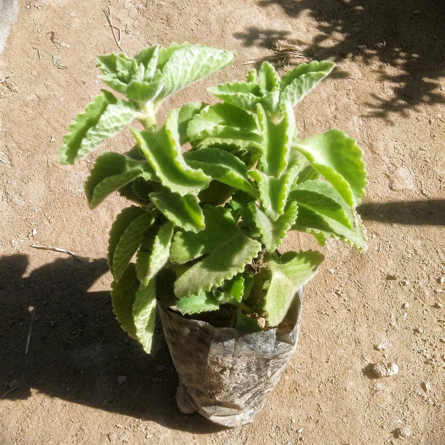 Ajwain Plant in 4 inch polybag Plantncr
