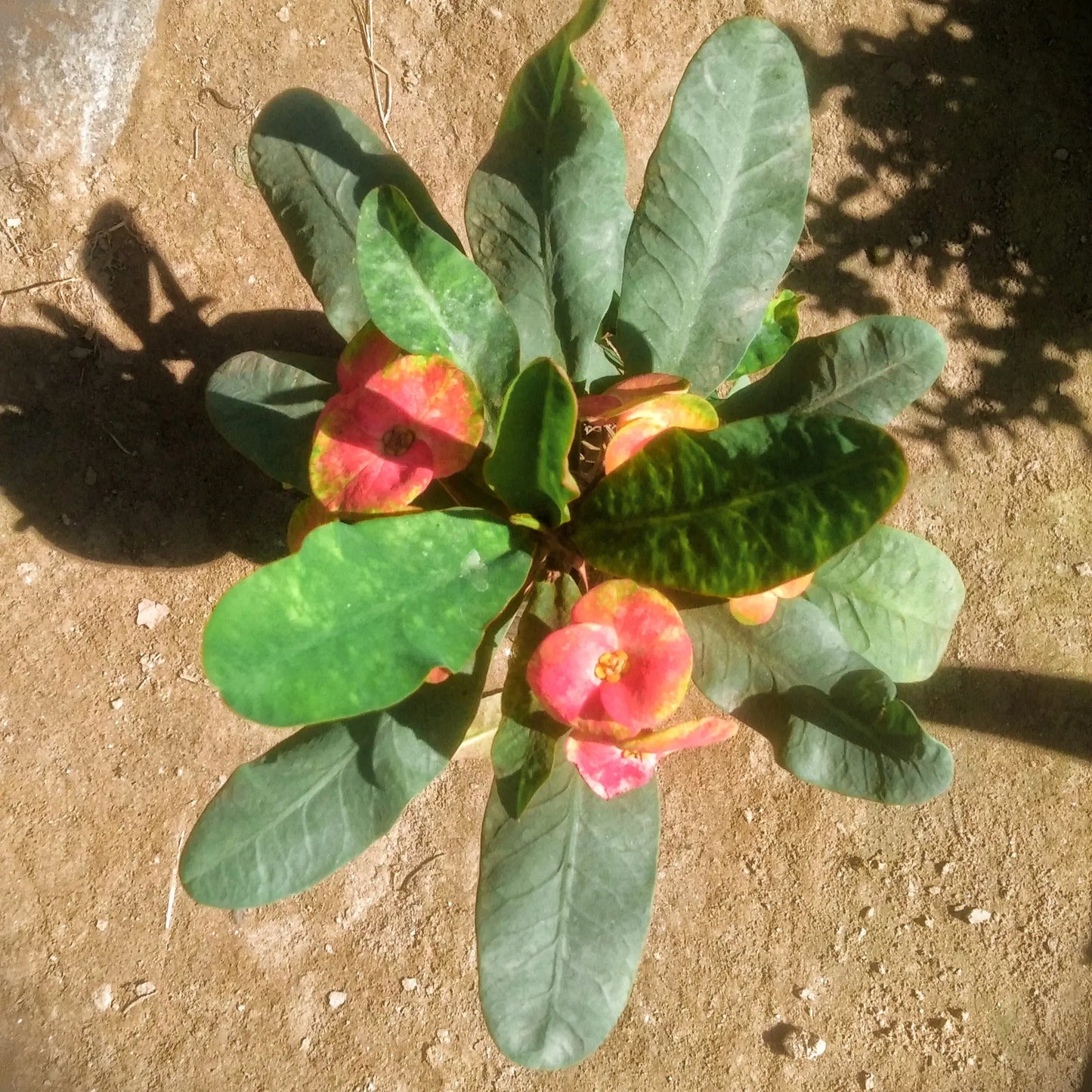Euphorbia milli (crown of thorns) in 5 inch polybag Plantncr