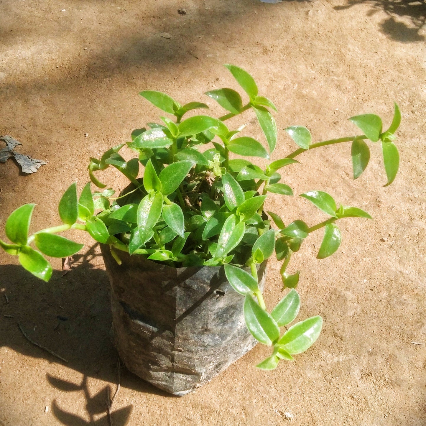Evergreen Turtle wine plant in 4 inch polybag Plantncr