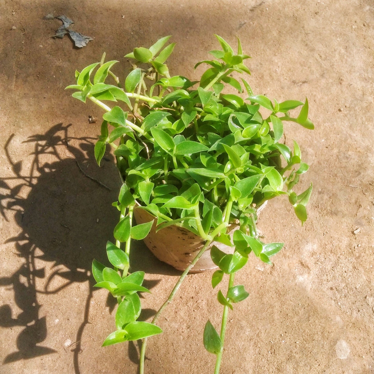 Evergreen Turtle wine plant in 4 inch polybag Plantncr