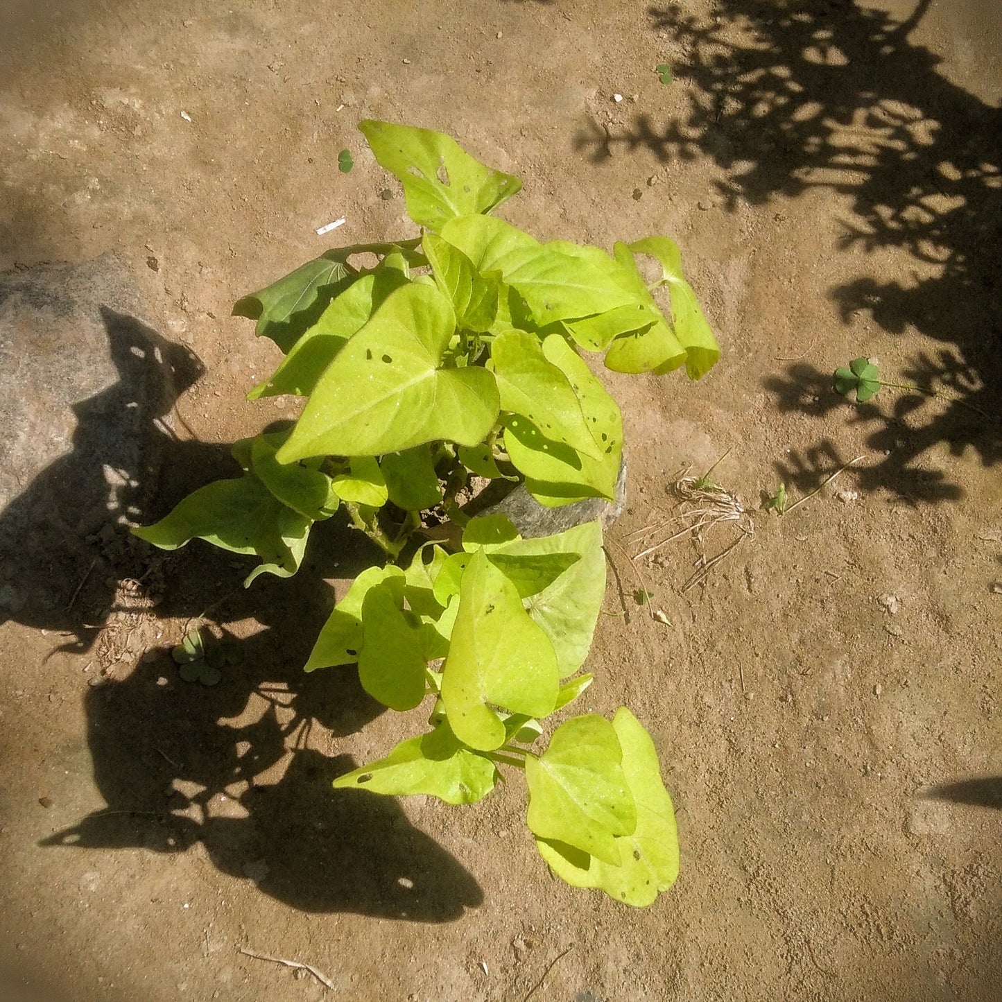Ipomoea / Sweet potato plant in 4 Inch polybag Plantncr