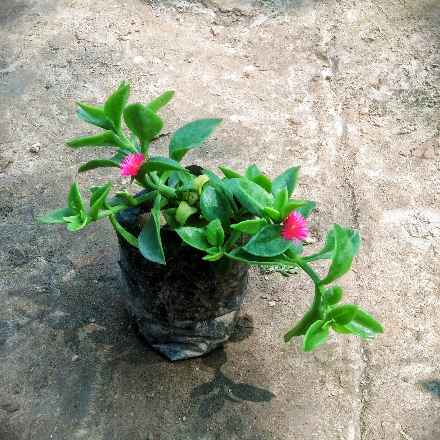 Baby sun rose flower plant in 4 inch polybag Plantncr