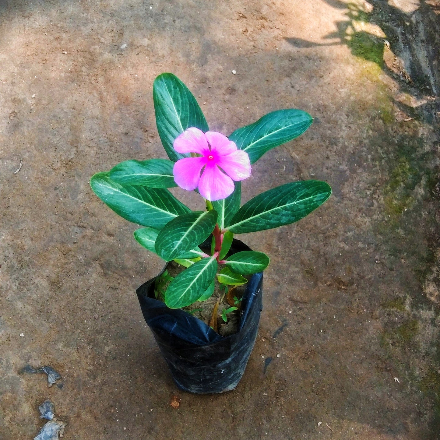 Sadabahar flower plant in 4 inch polybag Plantncr