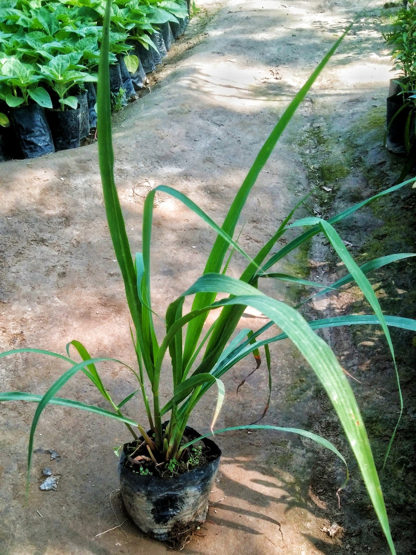 Lemon grass plant in 4 inch polybag Plantncr