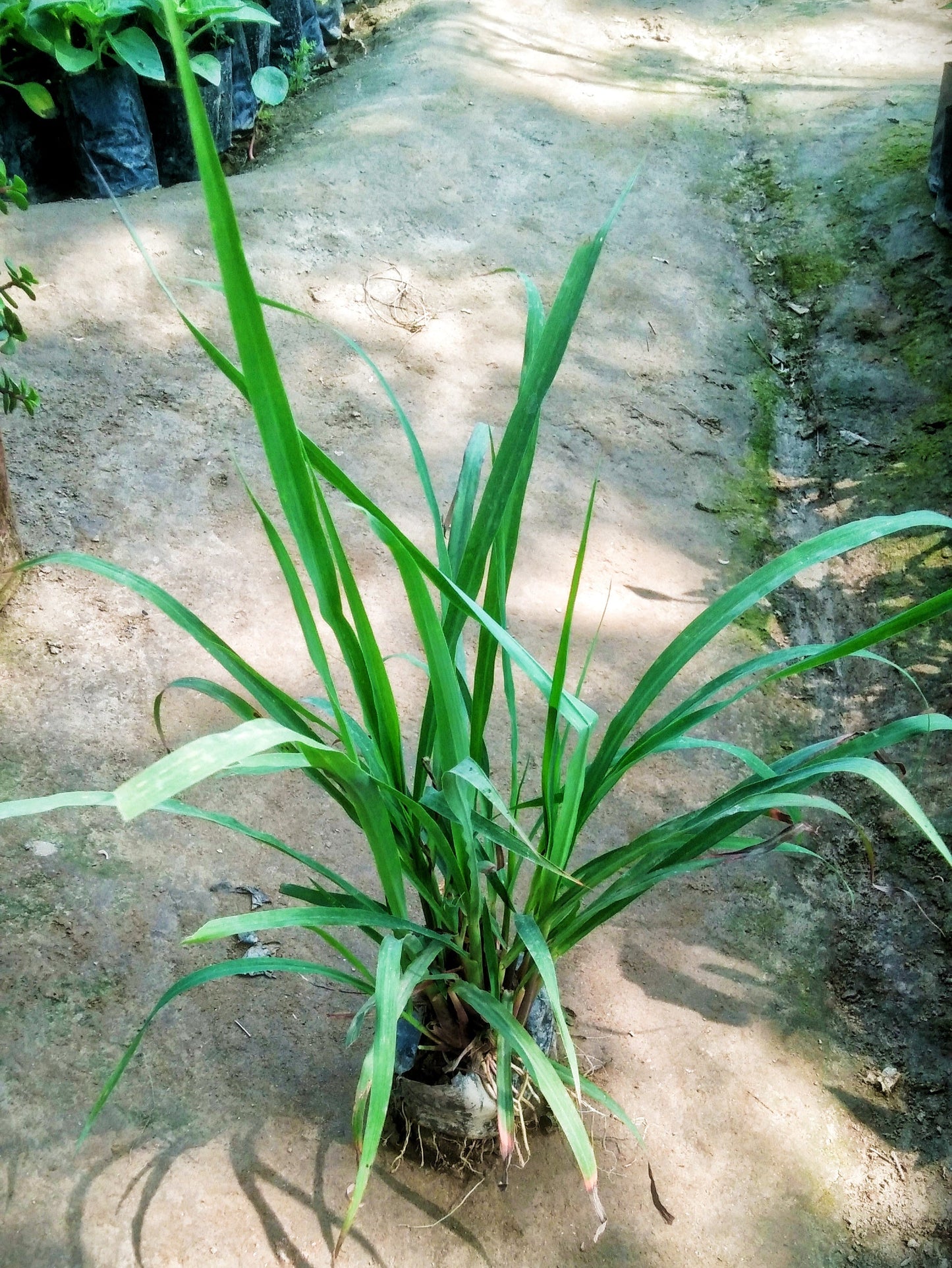 Lemon grass plant in 4 inch polybag Plantncr