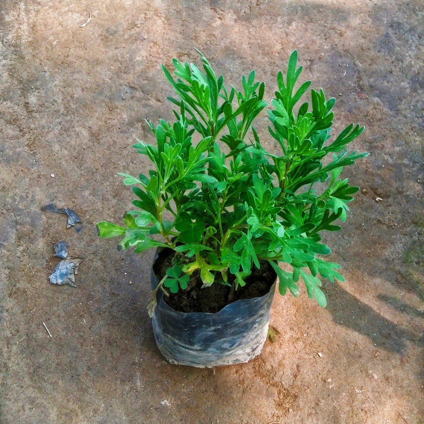 Lavender plant in 4 inch polybag Plantncr