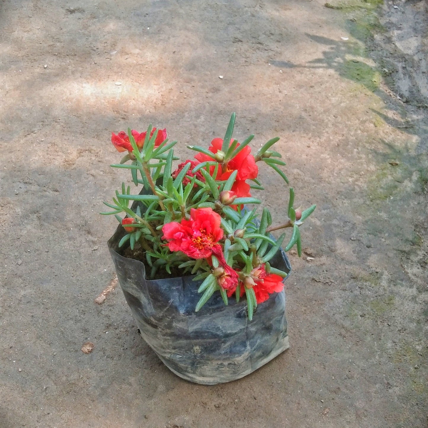 Red Portulaca plant in 4 inch polybag Plantncr