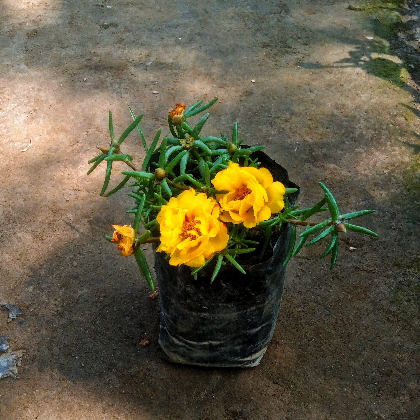 Yellow Portulaca plant in 4 inch polybag Plantncr