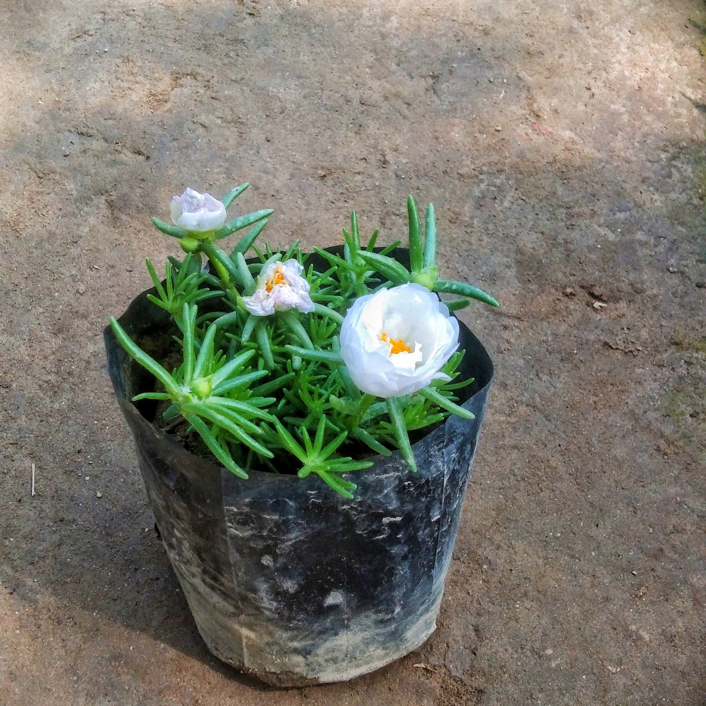 White portulaca plant in 4 inch polybag Plantncr