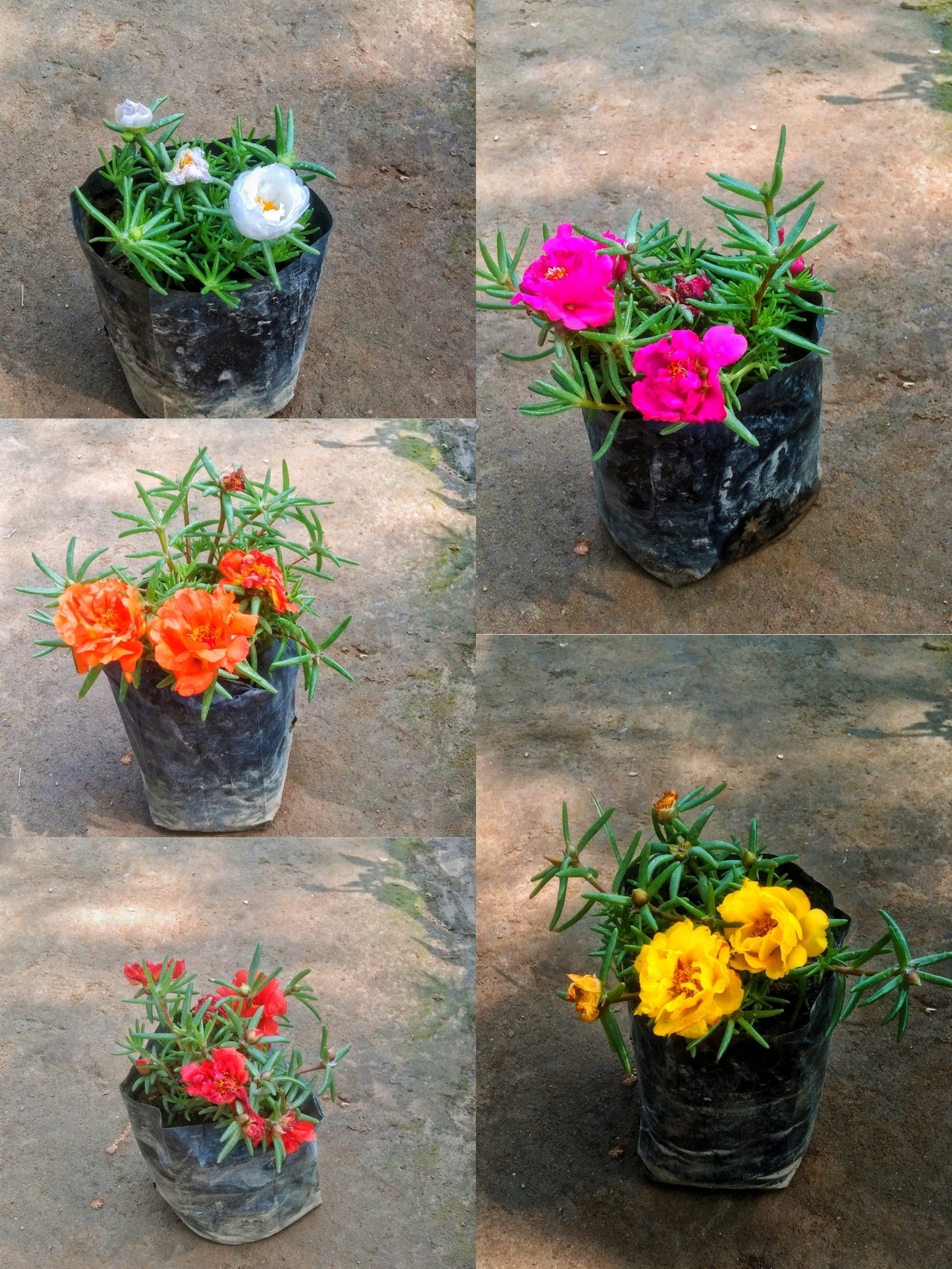 Portulaca (set of 5) plants in 4 inch polybag Plantncr