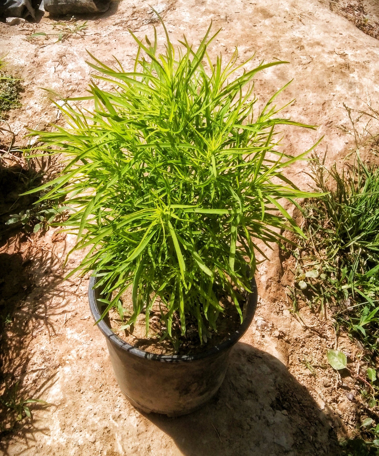 Kochia (Burning bush) Plant in 6 inch pot Plantncr