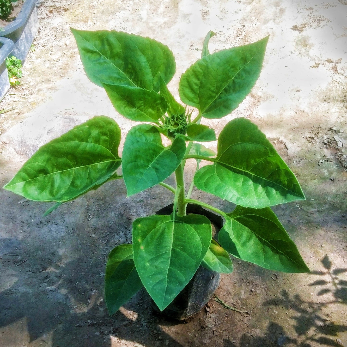 Sunflower plant in 4 inch polybag Plantncr