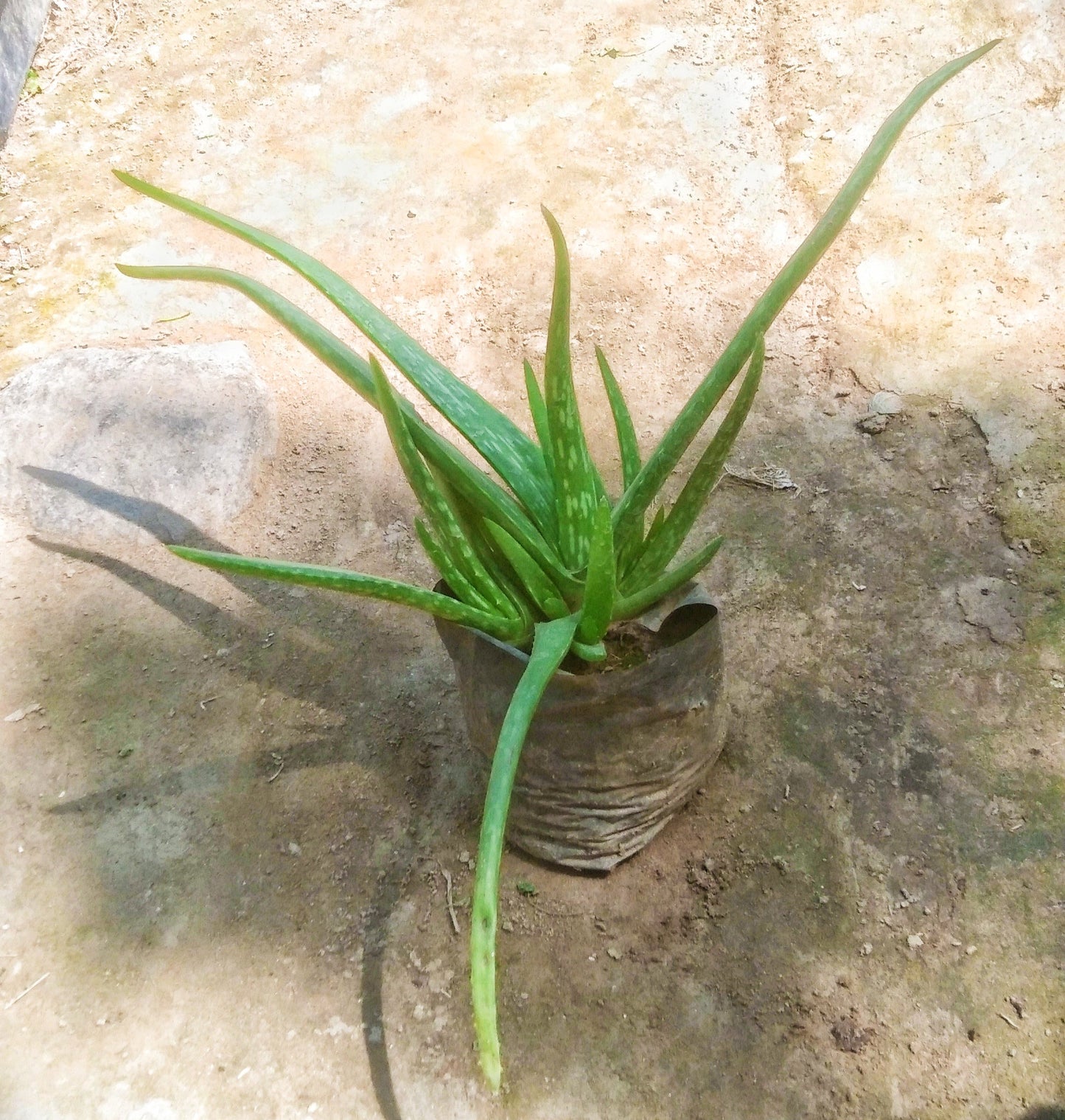 Aloevera plant in 4 inch polybag Plantncr