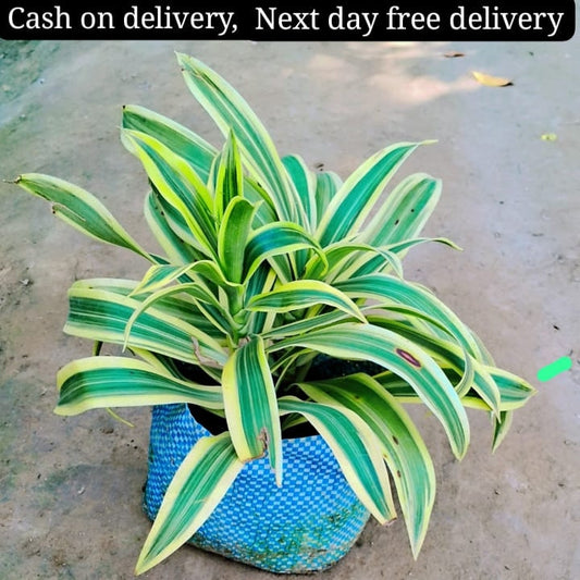 Song of India (Dracaena) plant in 6 inch polybag Plantncr
