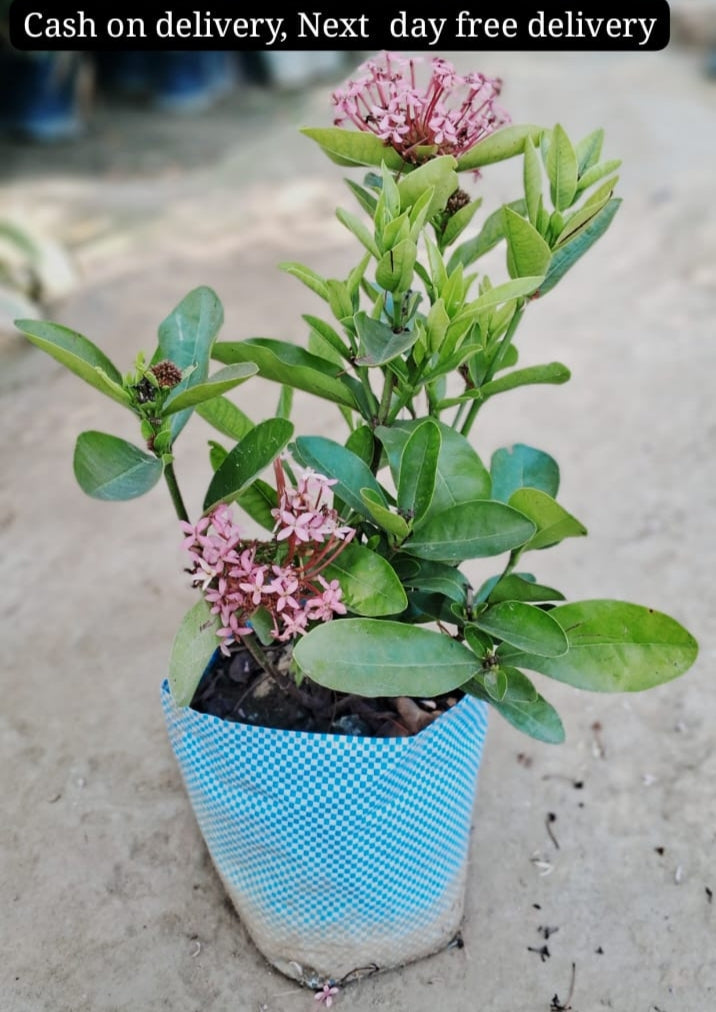 Ixora red colour flower plant in 6 inch polybag Plantncr