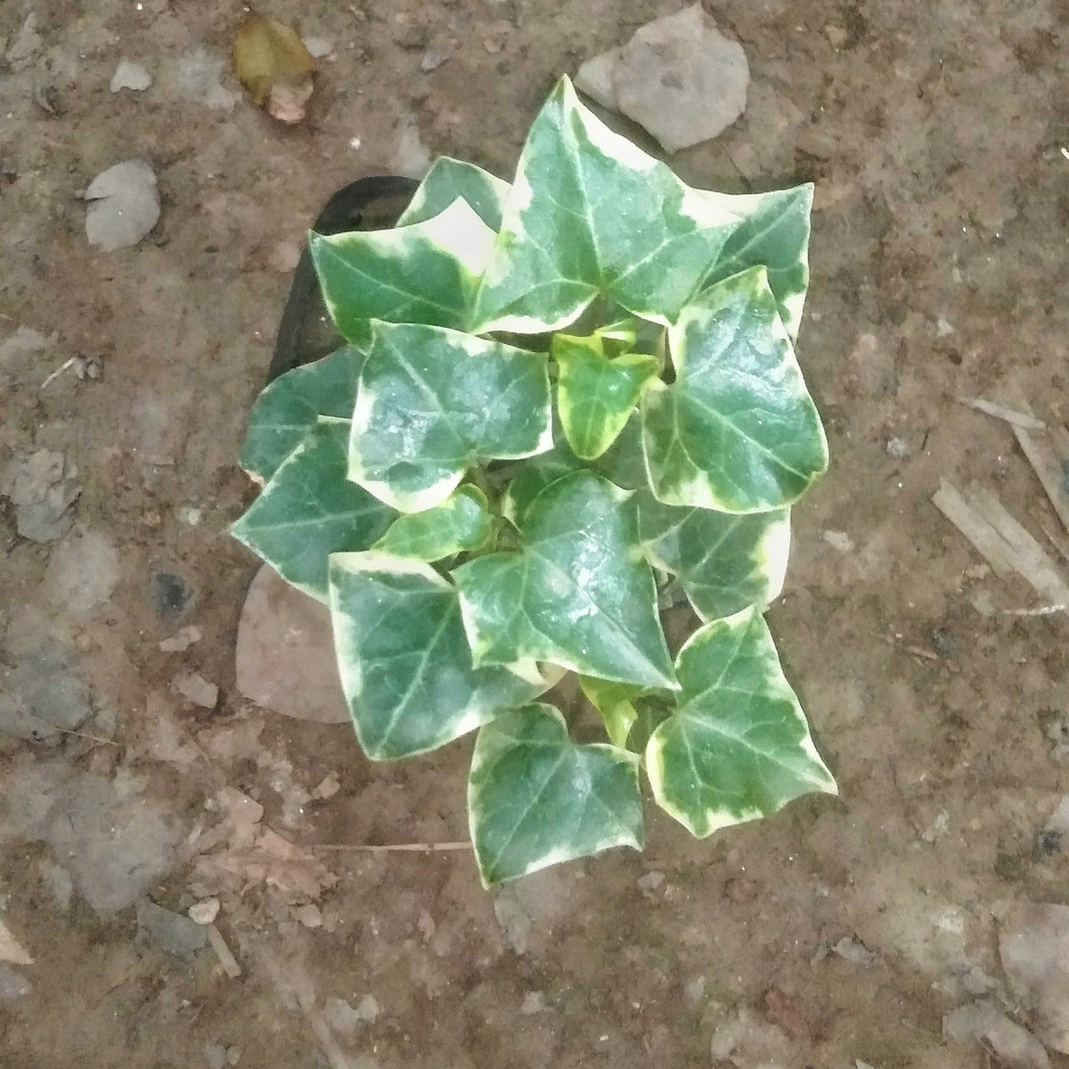 English ivy plant in 4 inch polybag Plantncr