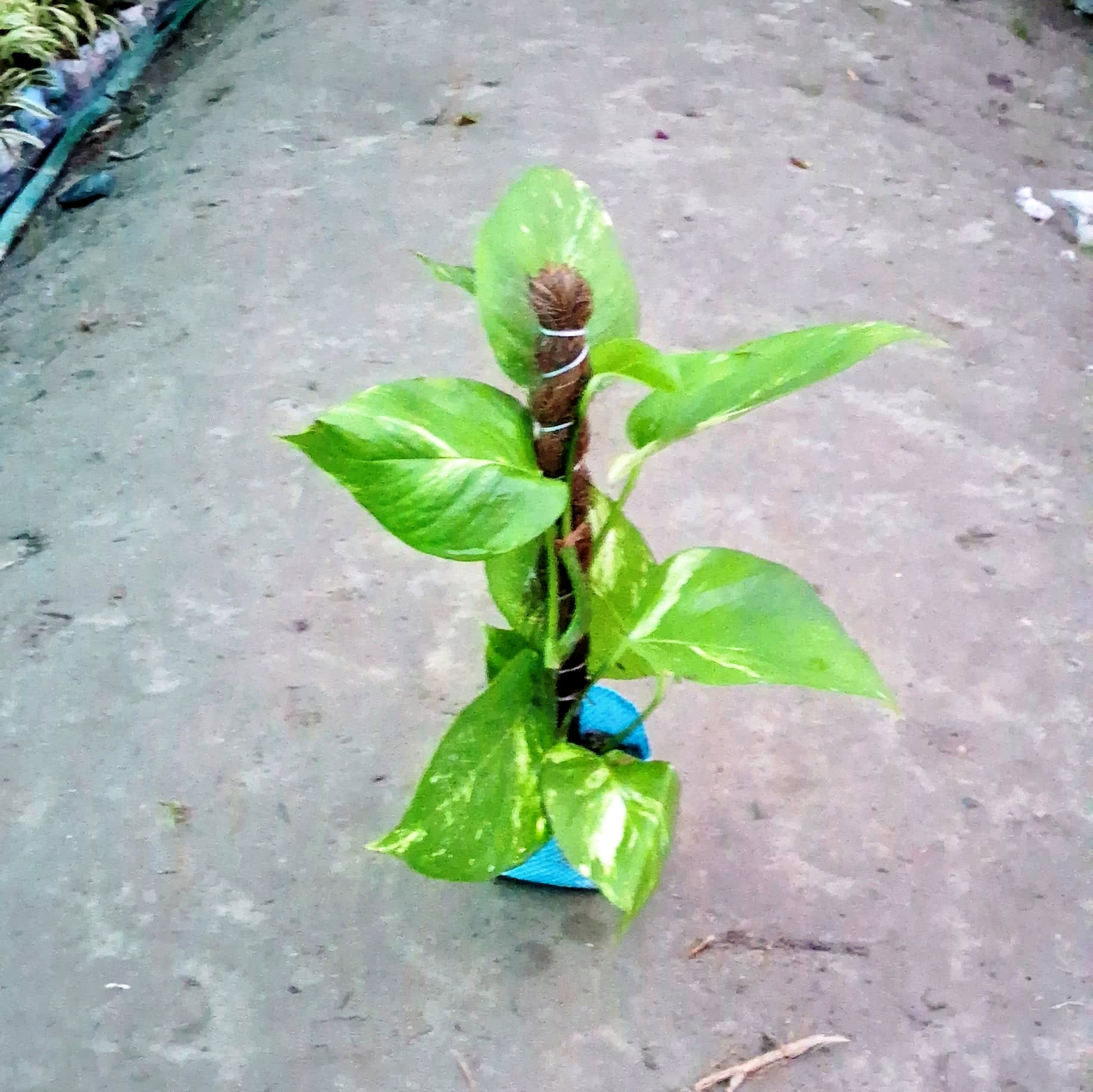 big leaves pothos Money Plant Big Leaf (Golden Pothos) - Good Luck & Air Purifying