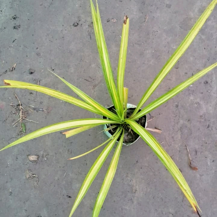 Pandanus Variegated Plant (Golden Screw Pine) - 4 Inch Polybag