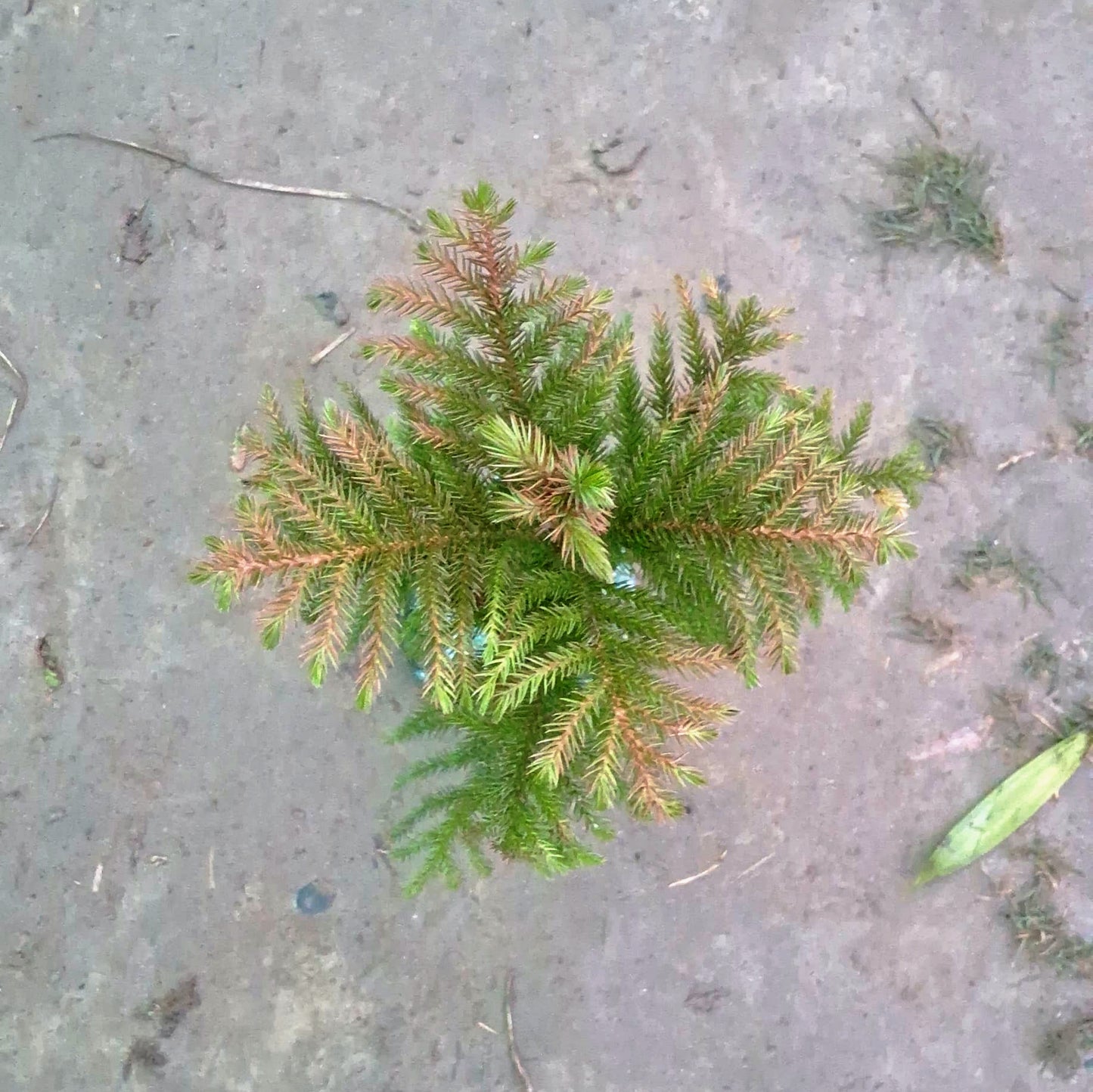 Christmas Tree (Araucaria Plant) - Live Ornamental Pine - 5 Nursery Bag