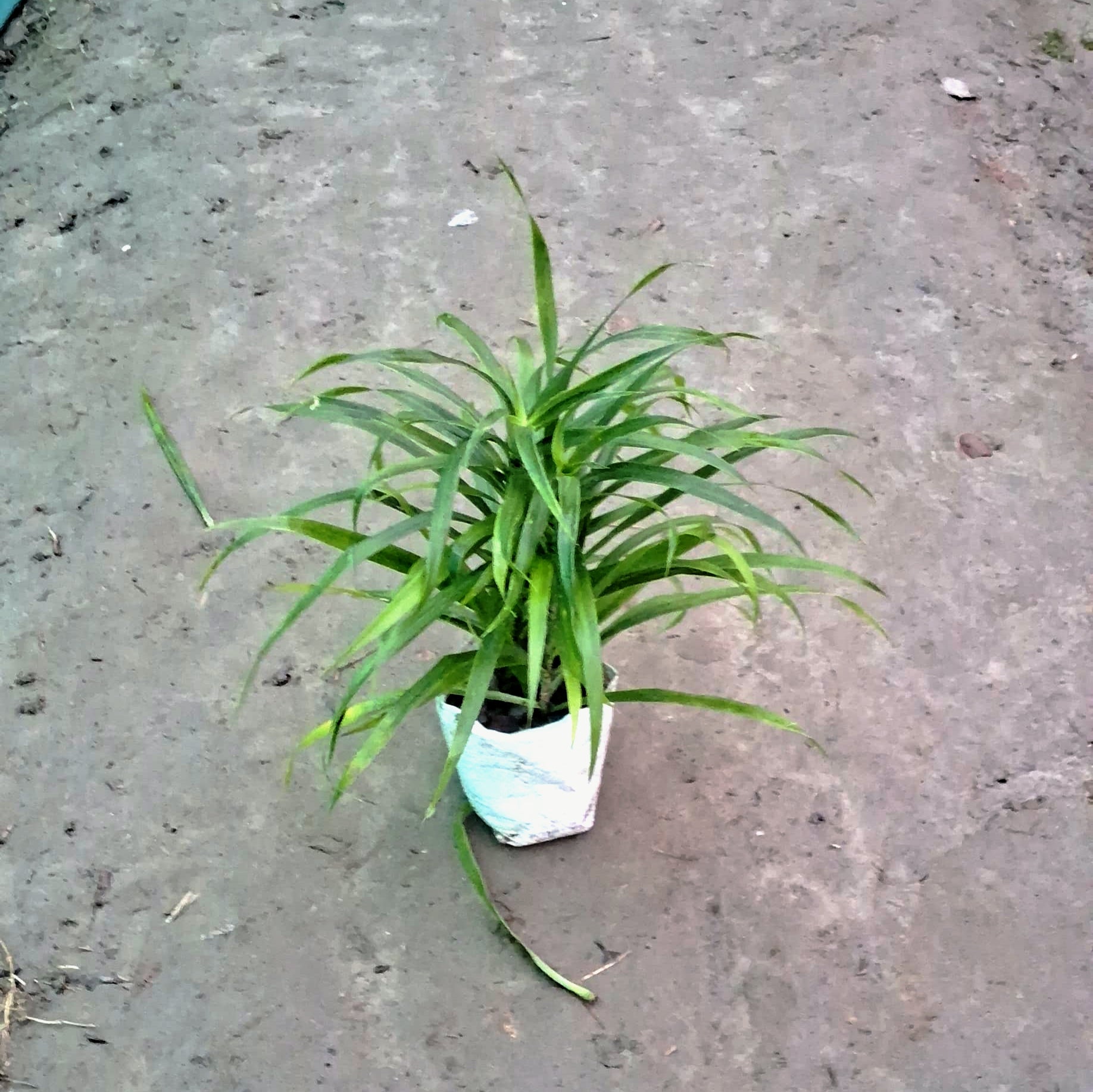 dracaena green leaves Dracaena Green Plant (Slender Leaf) - Air Purifying