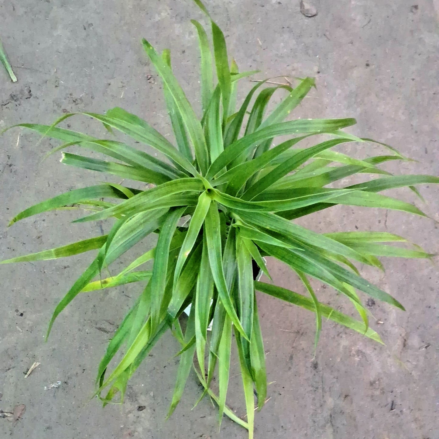 Dracaena Green Plant (Slender Leaf) - Air Purifying - 4 Inch Nursery Bag