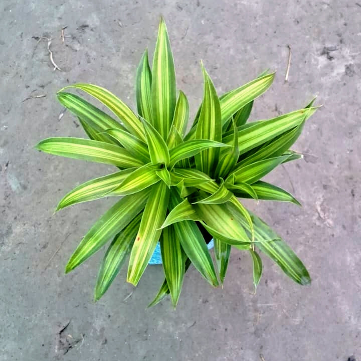 Dracaena Massangeana Plant (Corn Plant / Mass Cane) - Air Purifying - Nursery Bag