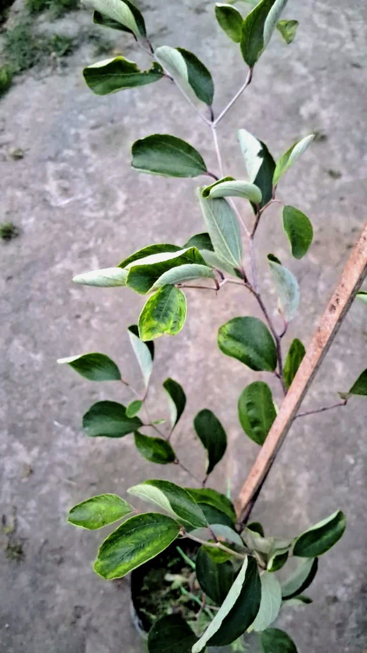 Apple Ber Plant (Indian Jujube / Beer) - Sweet & Grafted - 6 Inch Nursery Bag