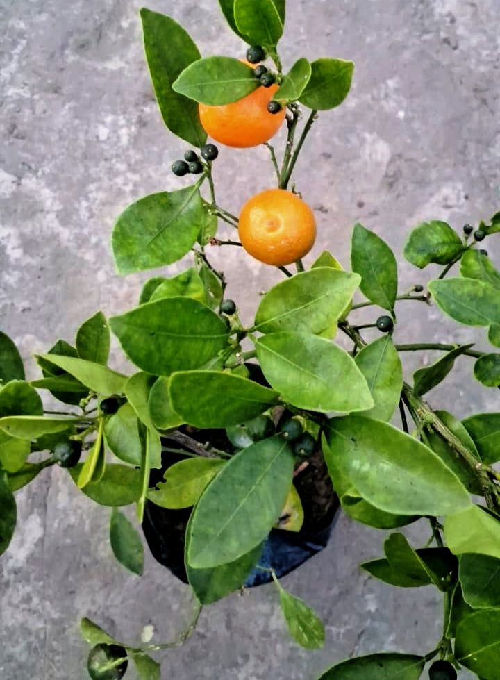 Chinese orange plant in 6 inch Nursery bag