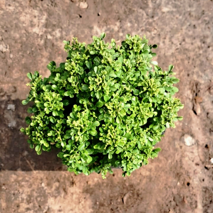 Table Kamini plant in 4 inch nursery bag