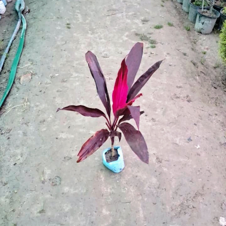 purple dracaena plant Dracaena rojia plant in 5 inch nursery bag – Plantncr