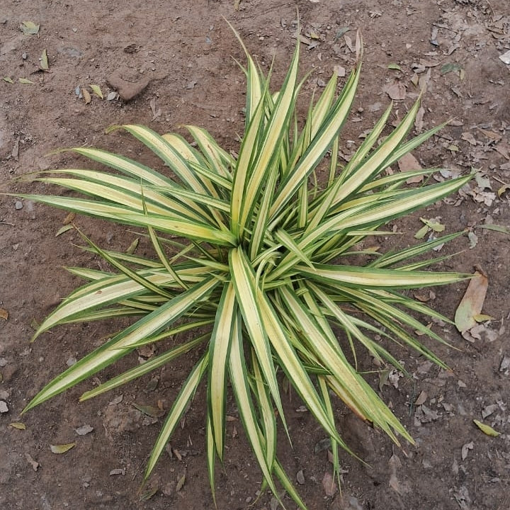 Pandanus Variegated Plant (Golden Screw Pine) - 7 Inch Pot