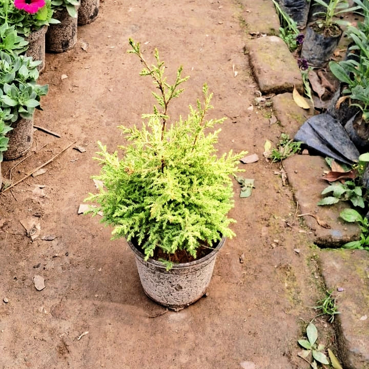 Golden Cyprus Plant (Lemon Cypress) - Ornamental Evergreen - 6 Inch Pot