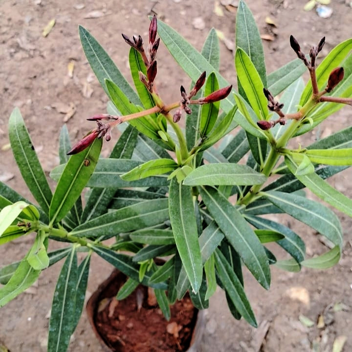 Kaner / Oleander pink flower(1.5 feet) (Pune) plant in 8 inch polybag