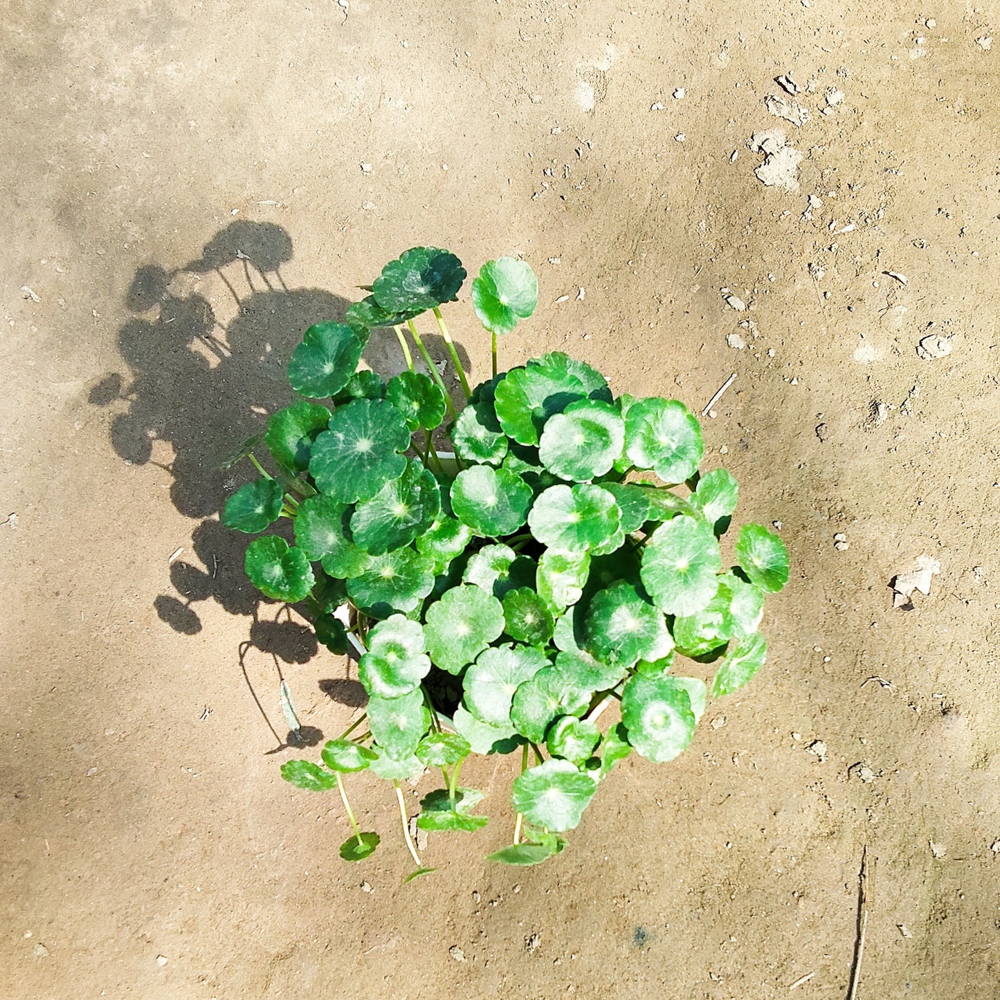 Brahmi Dollar Plant (Pennywort) - Medicinal Ayurvedic Sapling - Nursery Bag