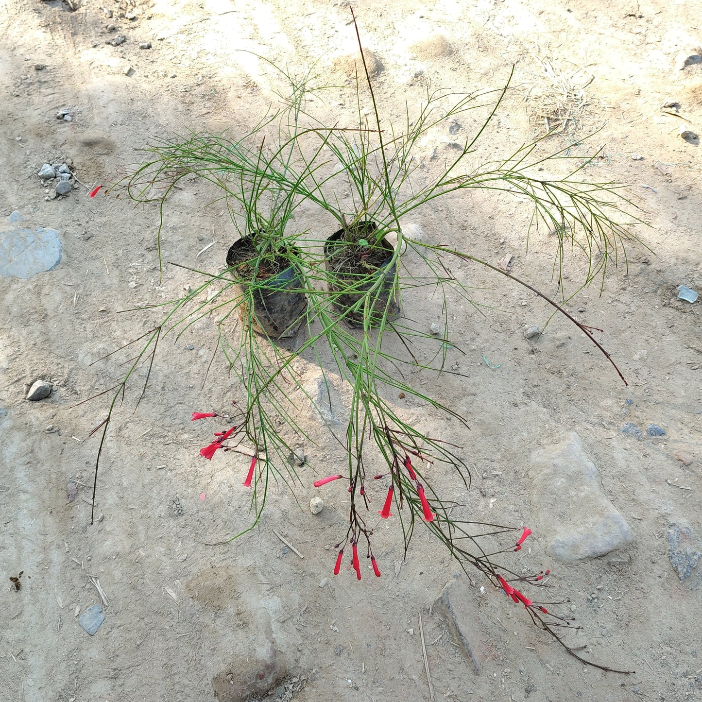 (Set of 2 )Russelia equisetiformis - Red Flowering Fountain Plant (Plant in 4 inch Polybag)