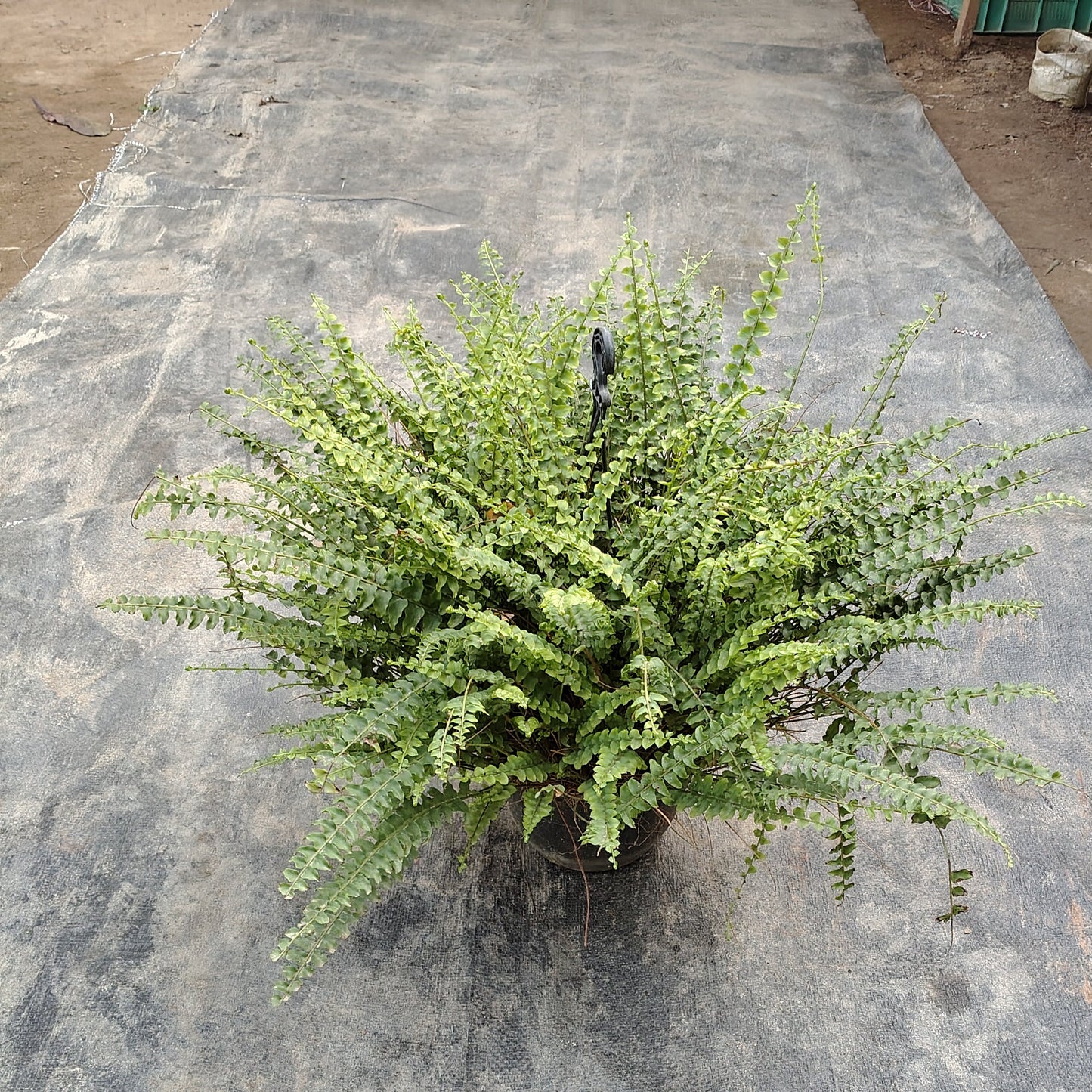 Green Fern (Phlebodium aureum) - Decorative Indoor Foliage (Plant in basket )