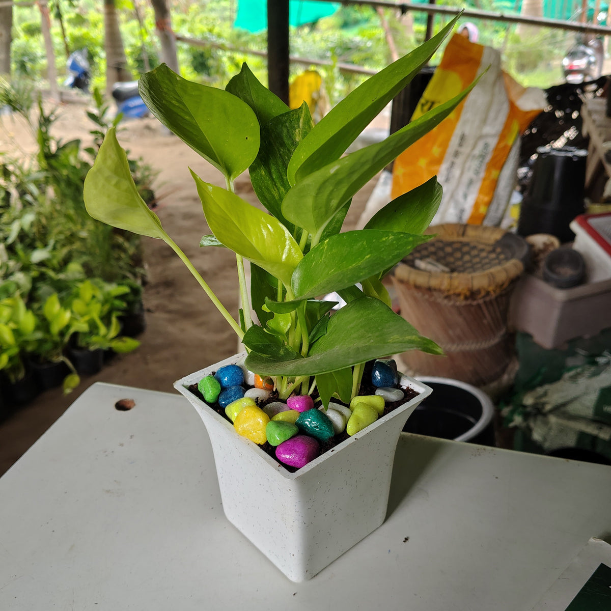 A potted green plant with broad glossy leaves in a white square pot filled with colorful decorative stones, placed on a white table in a greenhouse or nursery setting.