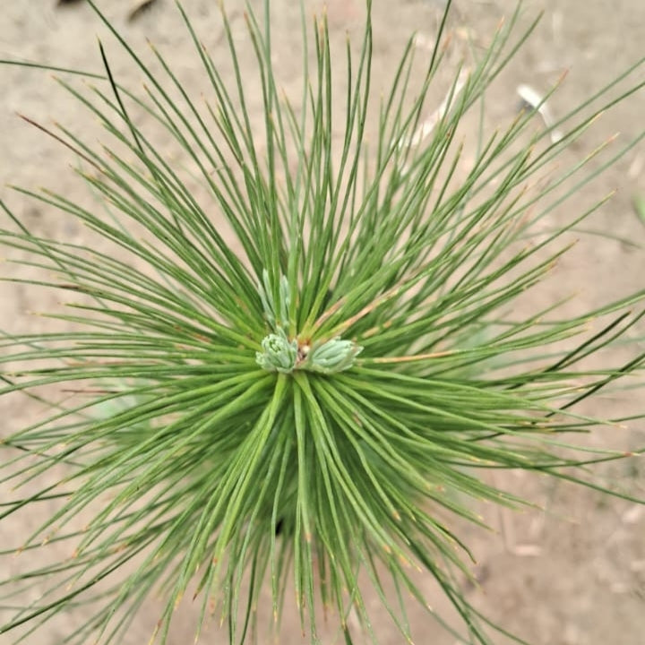 Pine / Cheed Plant Sapling - Hardy Evergreen Conifer - 4 Inch Nursery Bag
