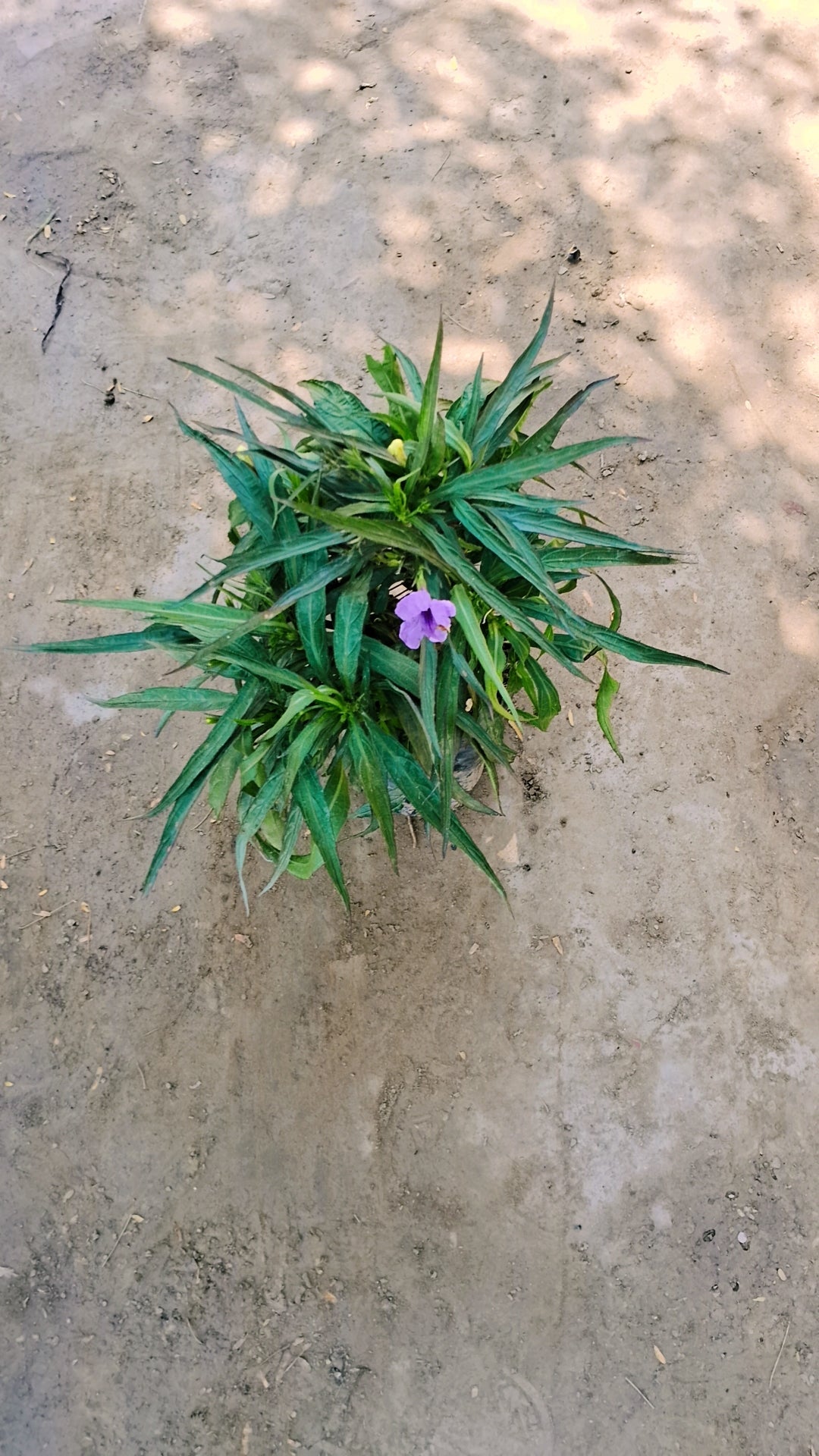 Ruellia tuberosa in 4 inch polybag Plantncr