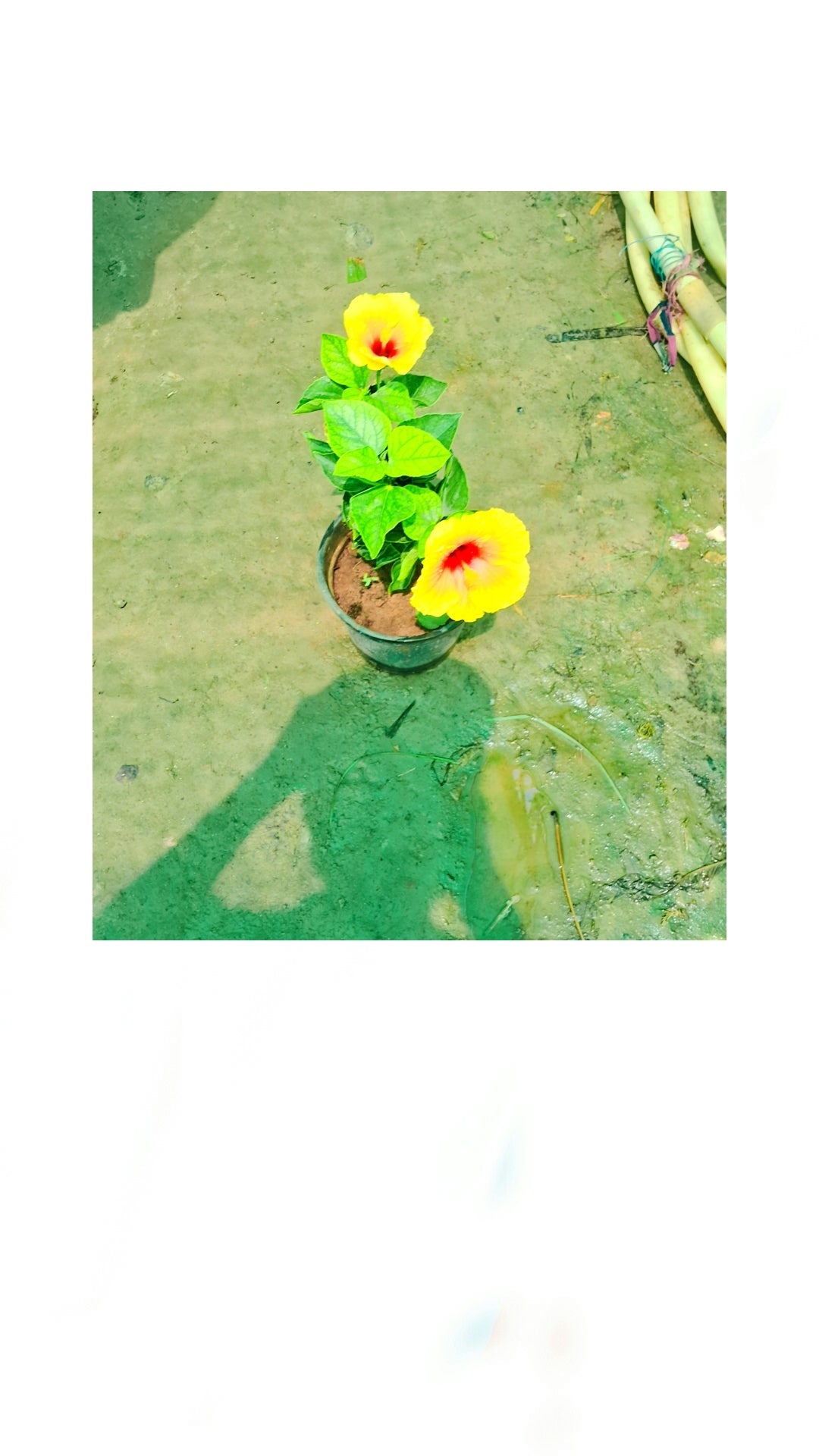 Yellow Hibiscus(Puna variety) In 6 inch pot Plantncr