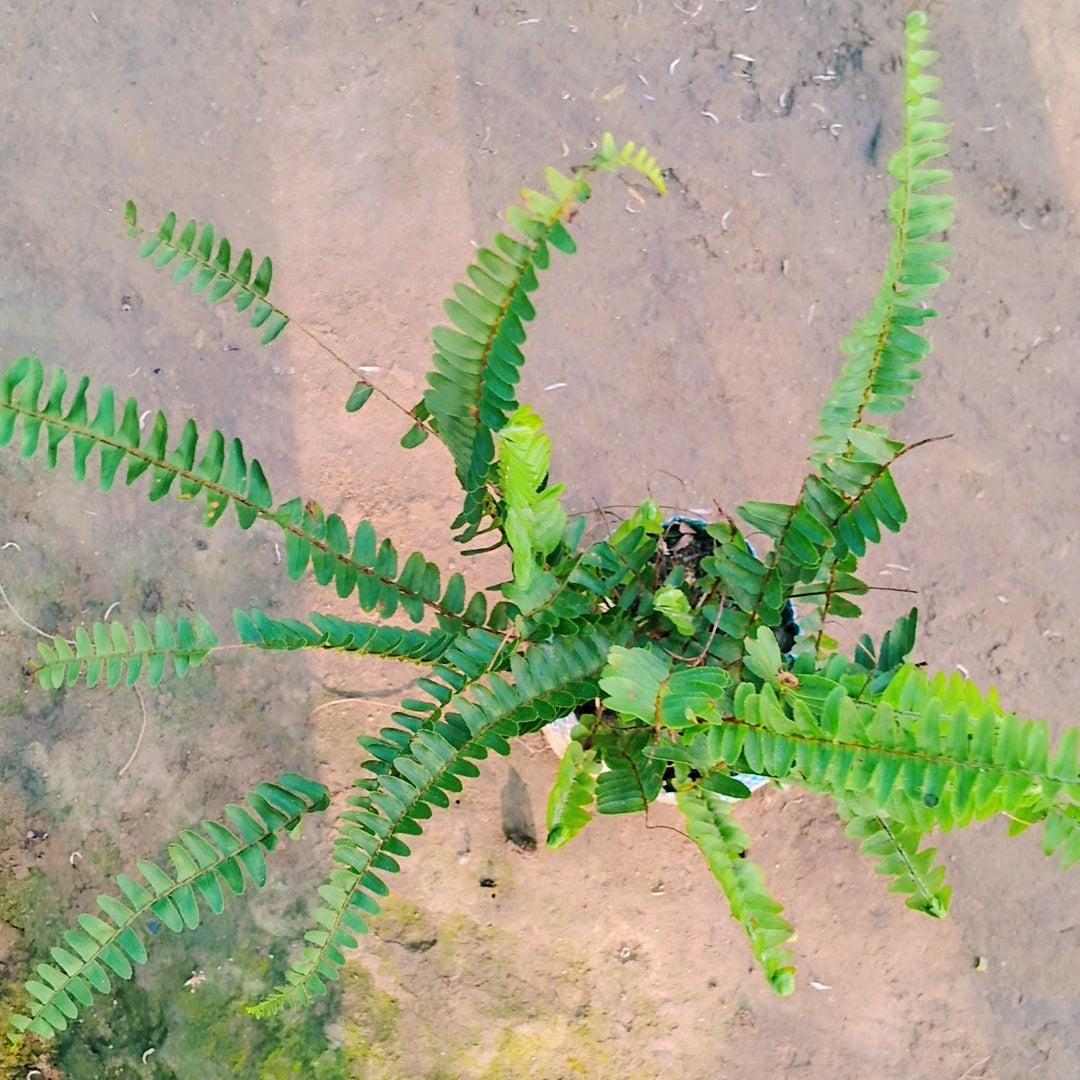 Green Fern plant in 5 inch polybag Plantncr