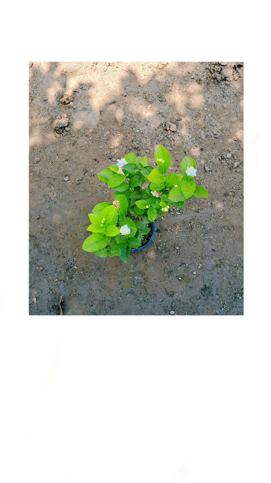 Jasmine/Motiya/Mogra plant in 6 inch pot Plantncr
