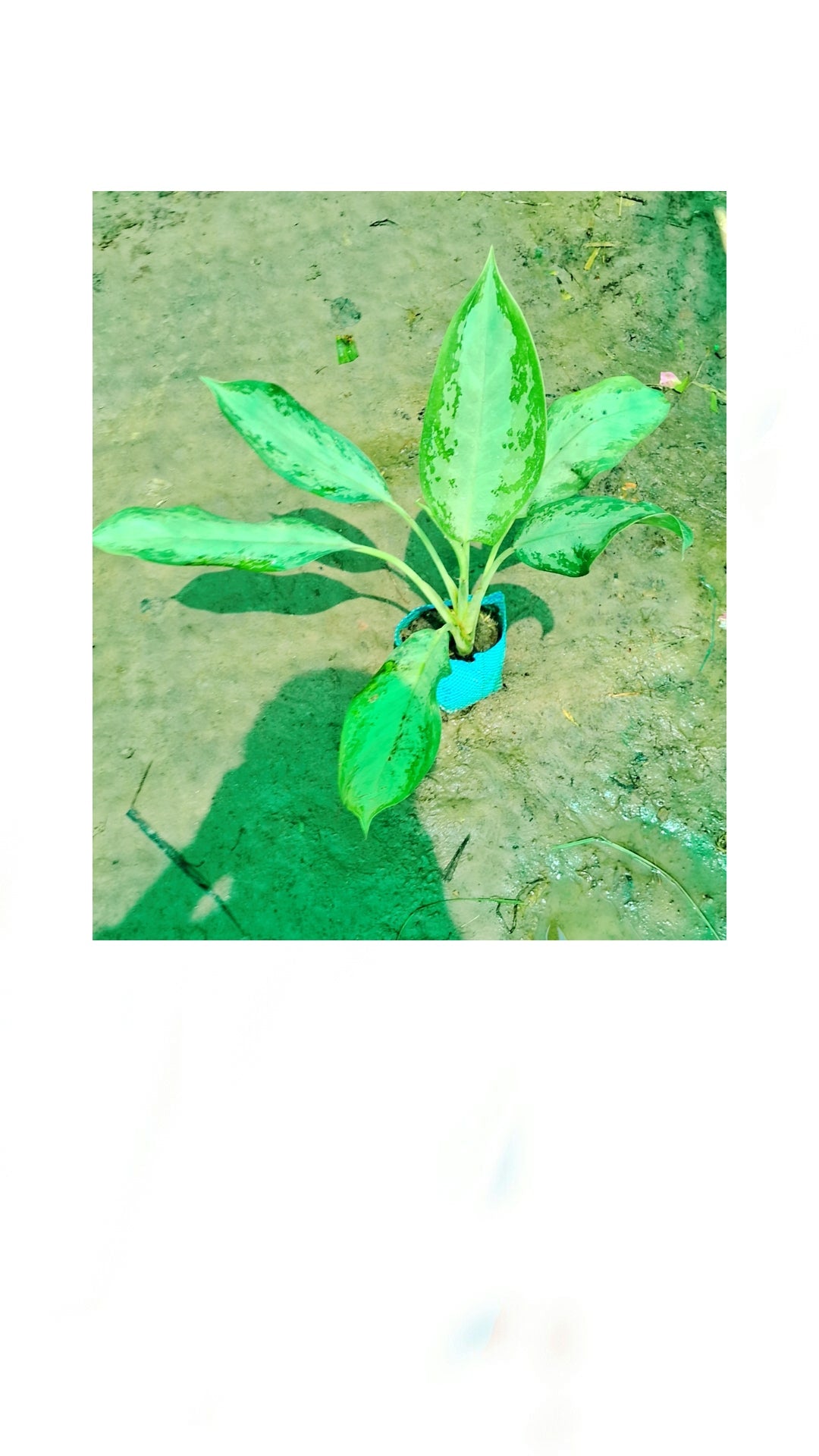 Aglaonema Emerald Bay in 6 inch nursery bag Plantncr