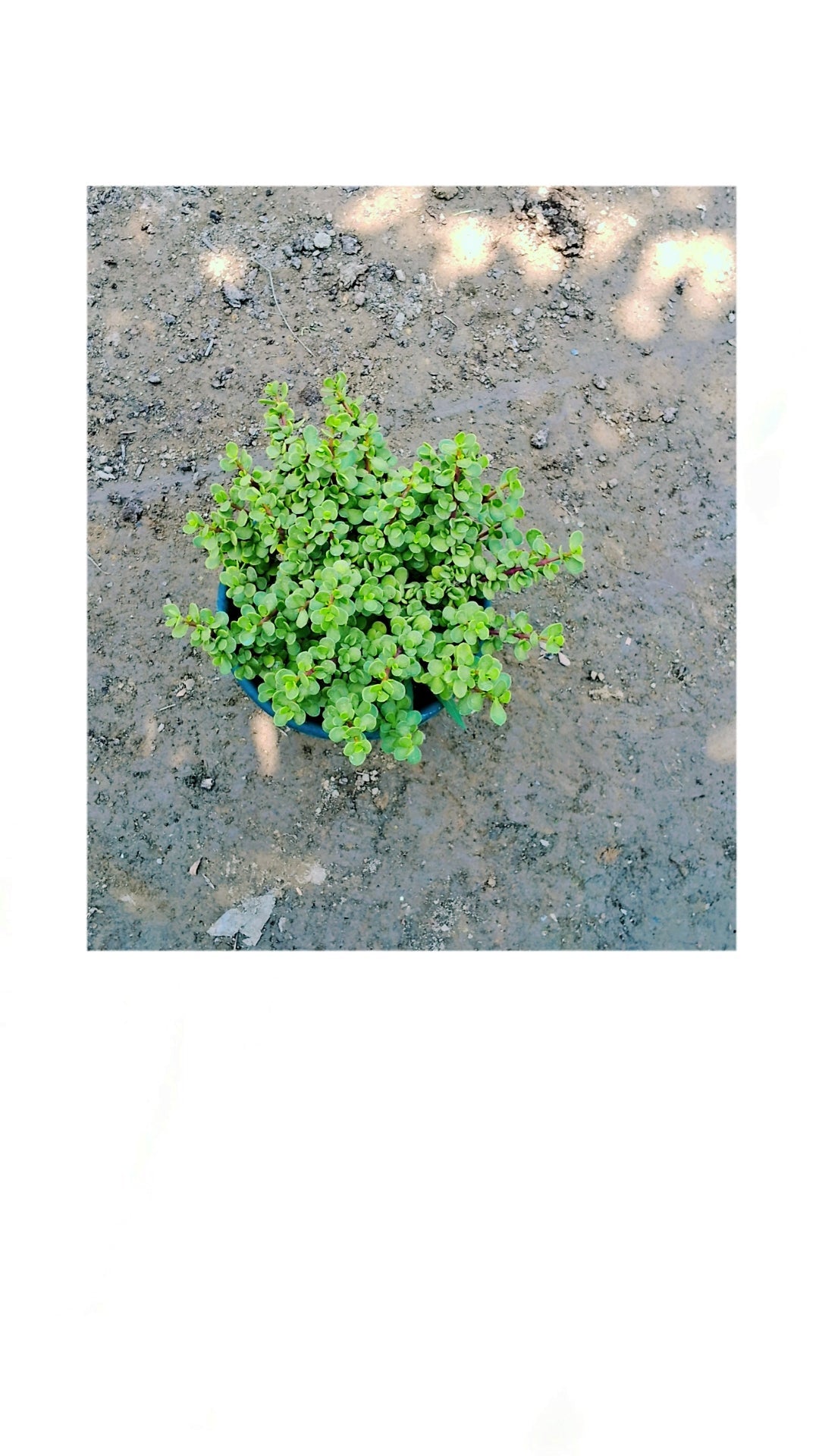 Jade plant (Portulacaria afra) in 8 inch pot Plantncr