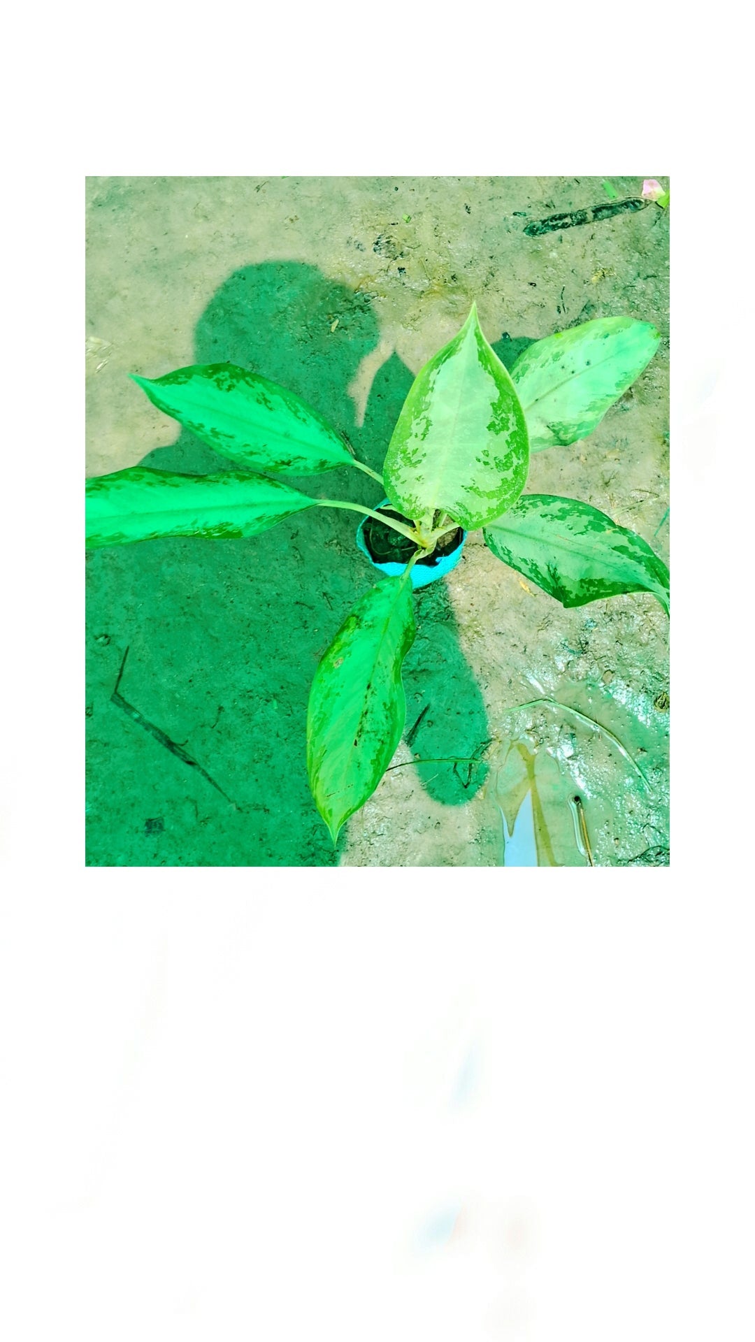 Aglaonema Emerald Bay in 6 inch nursery bag Plantncr