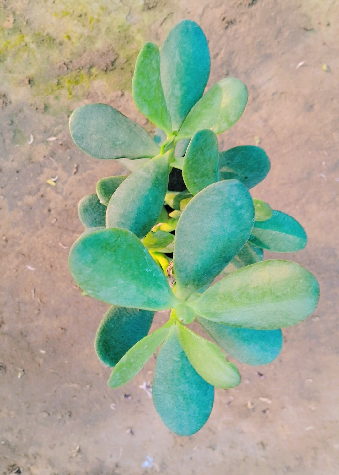 Crassula ovata plant in 4 inch poybag Plantncr