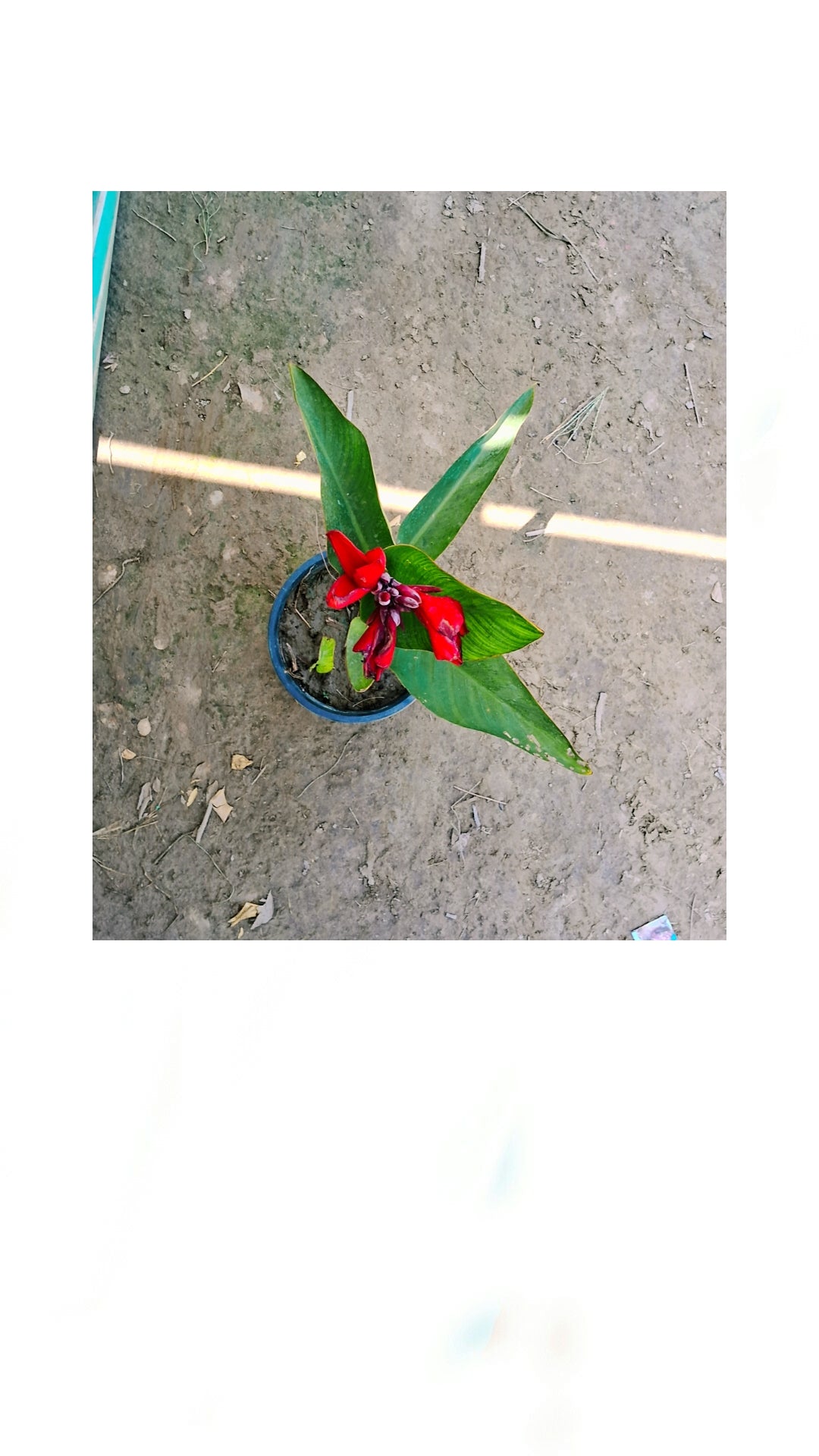 Red keli in 6 inch pot Plantncr