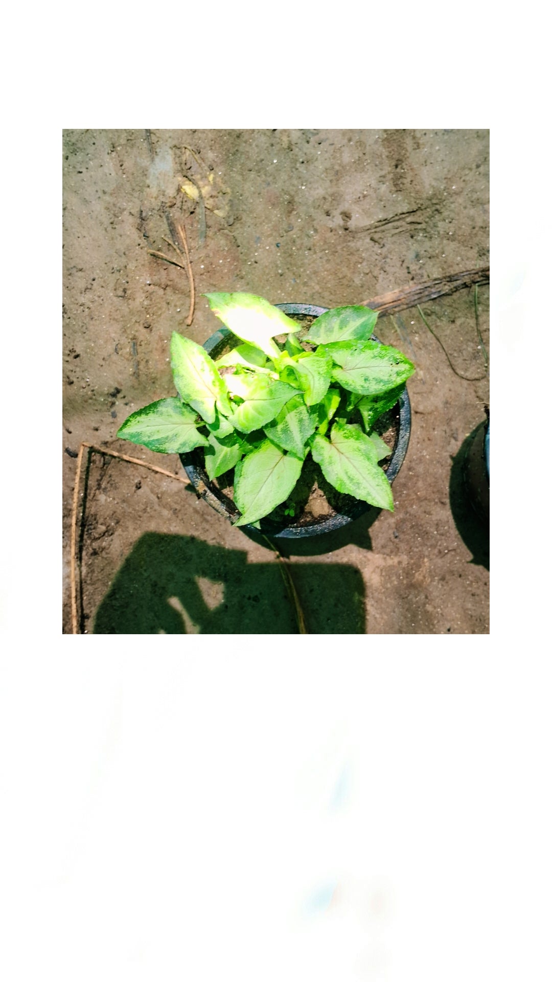 Green Syngonium podophyllum (dwarf) in 4 inch pot (Copy) Plantncr
