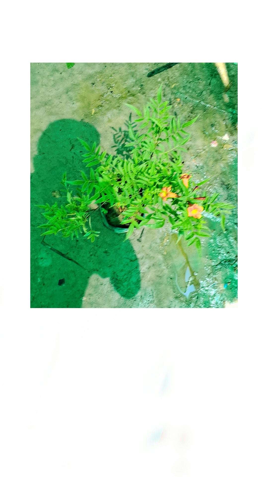 tecoma capancy plant in 5 inch polybag Plantncr